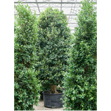 Ficus microcarpa ‘Nitida’