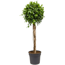 Ficus nitida