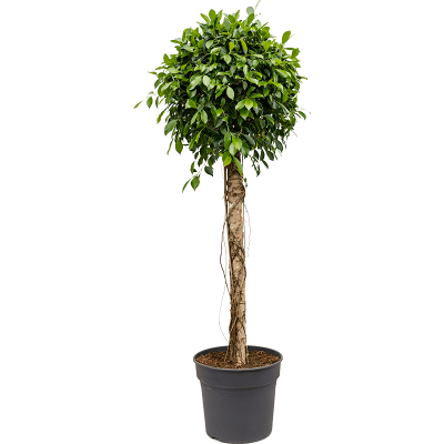 Растение горшечное Фикус/Ficus nitida