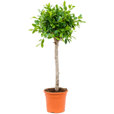 Ficus microcarpa ‘Nitida’