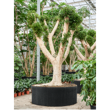 Ficus microcarpa 'Nitida'