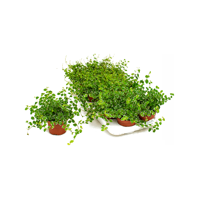 Растение горшечное Фикус/Ficus pumila (repens) 'White Sunny' 12/tray