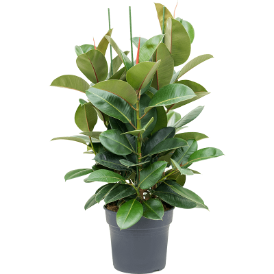 Растение горшечное Фикус/Ficus robusta
