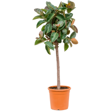 Ficus elastica 'Robusta'