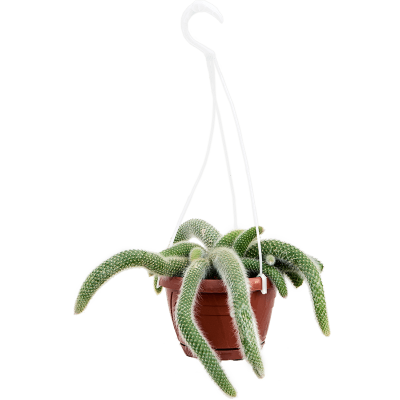 Растение горшечное Кактус/Cleistocactus colademononis