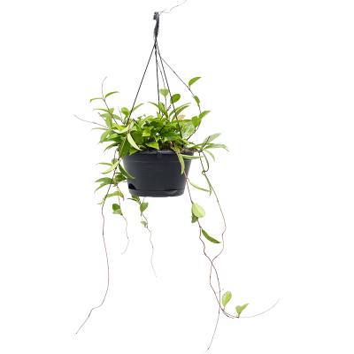 Растение горшечное Хойя/Hoya carnosa gracilus