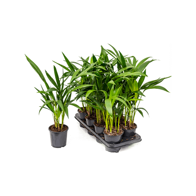 Растение горшечное Кентия/Kentia (howea) forsteriana 8/tray