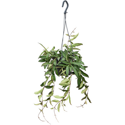 Растение горшечное Хойя/Hoya 'Rosita'