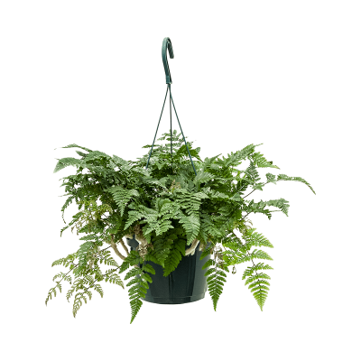 Растение горшечное Даваллия/Humata tyermannii