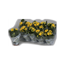 Kalanchoe blossfeldiana 10/tray