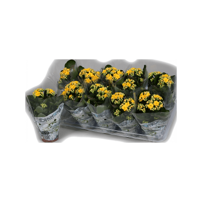 Растение горшечное Каланхое/Kalanchoe blossfeldiana 10/tray