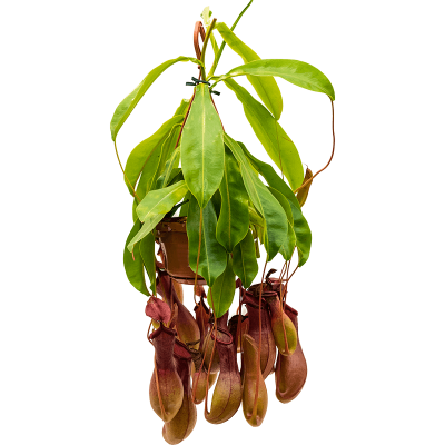Растение горшечное Непентес/Nepenthes alata