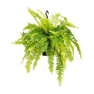 Растение горшечное Нефролепис/Nephrolepis exaltata 'Tiger Fern'