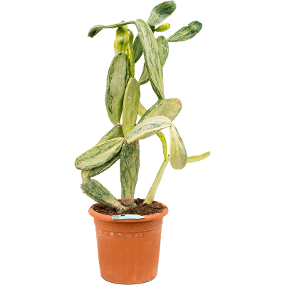 Растение горшечное Опунция/Opuntia indica marmorata