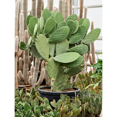 Растение горшечное Опунция/Opuntia indica