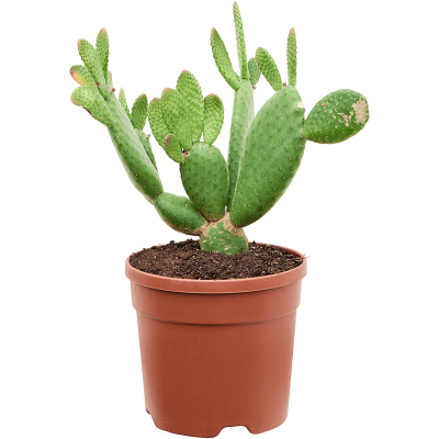 Растение горшечное Опунция/Opuntia inamoena