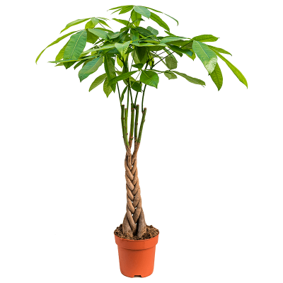 Растение горшечное Пахира/Pachira aquatica