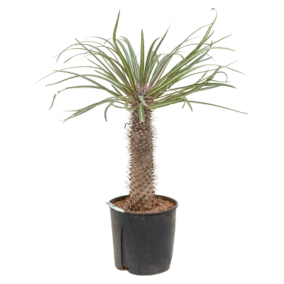 Растение горшечное Пахиподиум/Pachypodium geayi