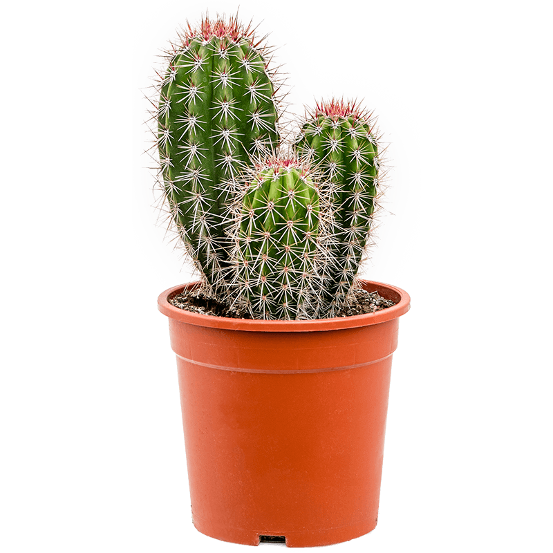 Кактус фикус московское ш. Pachycereus pringlei Кактус. Пахицереус Прингли. Pachycereus schottii monstrosus. Пахицереус гребень туземцев.