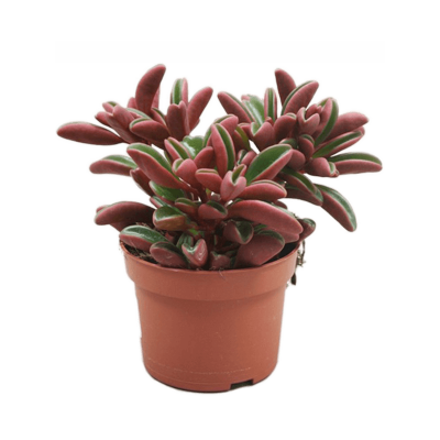 Растение горшечное Пеперомия/Peperomia graveolens 6/tray