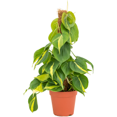 Philodendron scandens 'Brasil'