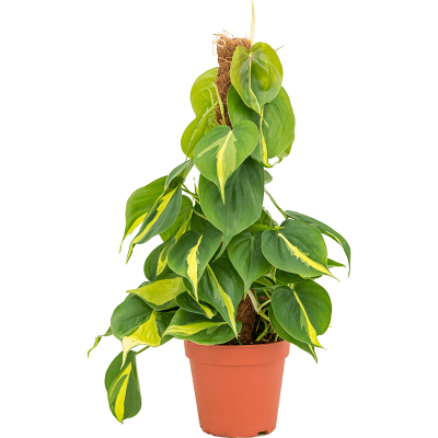 Растение горшечное Филодендрон/Philodendron scandens 'Brasil'