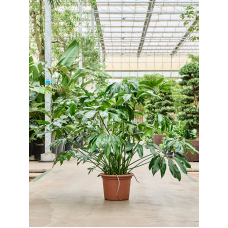 Philodendron 'Green Wonder'