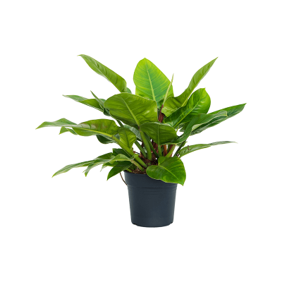 Растение горшечное Филодендрон/Philodendron `Imperial Green'