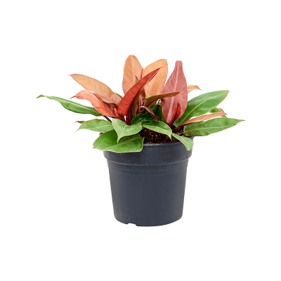 Растение горшечное Филодендрон/Philodendron 'Prince of Orange'