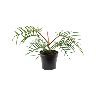 Растение горшечное Филодендрон/Philodendron 'Polypodioides Tortum'