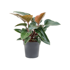 Philodendron red congo