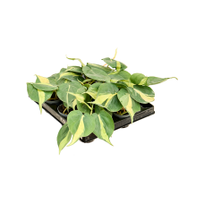 Philodendron scandens 'Brasil' 12/tray