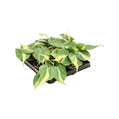 Растение горшечное Филодендрон/Philodendron scandens 'Brasil' 12/tray