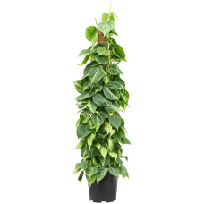 Philodendron scandens 'Brasil'