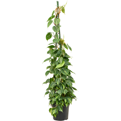 Растение горшечное Филодендрон/Philodendron scandens 'Brasil'