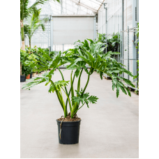 Philodendron selloum