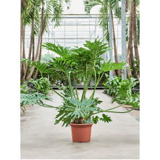 Philodendron selloum