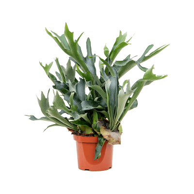 Растение горшечное Платицериум/Platycerium bifurcatum