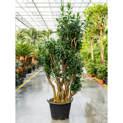 Растение горшечное Плеомеле/Pleomele (Dracaena) reflexa