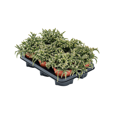 Растение горшечное Рипсалис/Rhipsalis horrida 6/tray