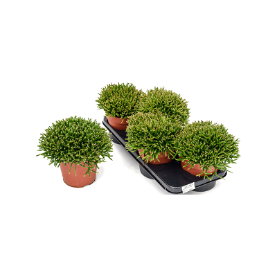 Растение горшечное Рипсалис/Rhipsalis burchellii 4/tray