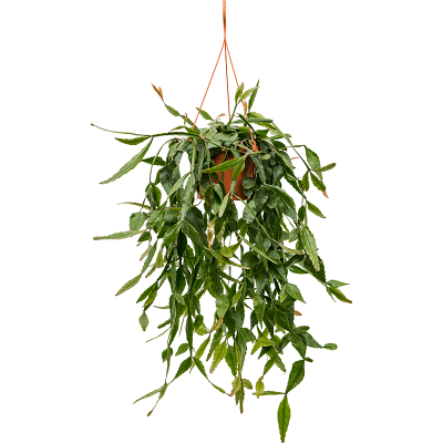 Растение горшечное Рипсалис/Rhipsalis eliptica
