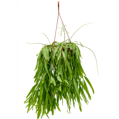 Растение горшечное Рипсалис/Rhipsalis ramulosa 'Red Coral'