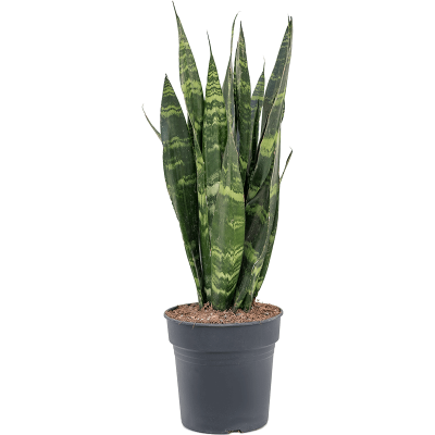 Растение горшечное Сансевиерия/Sansevieria trifasciata 'Black Coral'