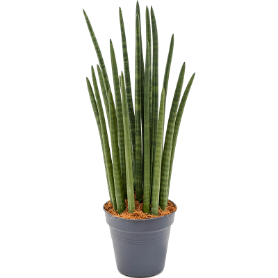 Растение горшечное Сансевиерия/Sansevieria tower