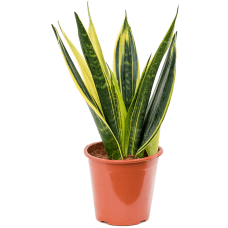 Sansevieria trifasciata 'Gold Flame'