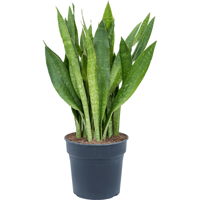 Растение горшечное Сансевиерия/Sansevieria trifasciata 'Jade'