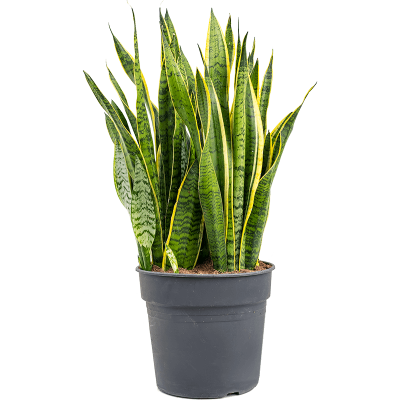 Растение горшечное Сансевиерия/Sansevieria trifasciata 'Laurentii'