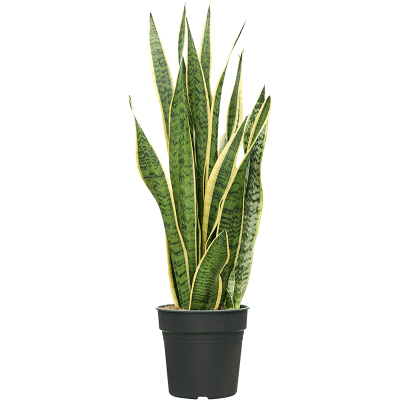 Растение горшечное Сансевиерия/Sansevieria trifasciata 'Laurentii'