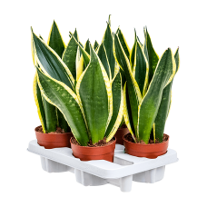 Sansevieria trifasciata 'Lemon Flame' 4/tray